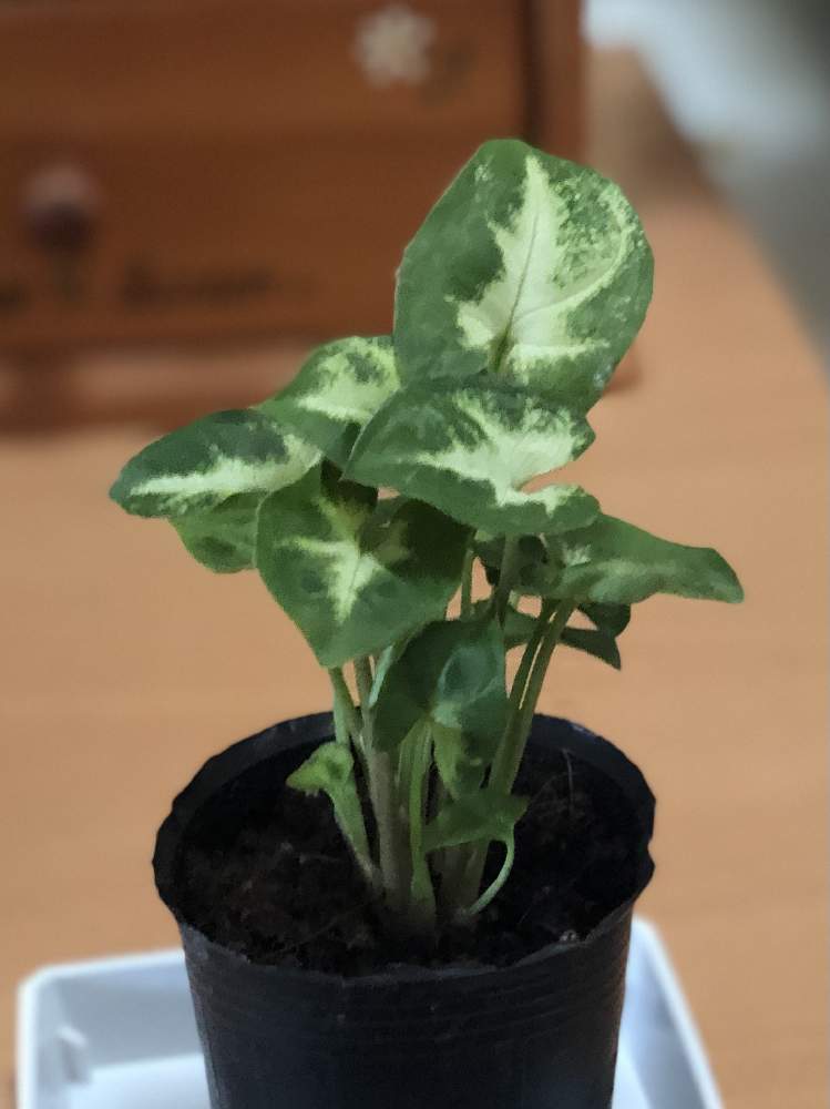 シンゴニウムの投稿画像 By ロンさん 観葉植物とコントラストとダイソー観葉植物と斑入り好き とミニ観葉と綺麗な葉っぱと綺麗と斑入り葉っぱと斑入り とダイソー産 21月4月13日 Greensnap グリーンスナップ シンゴニウムの投稿画像 By ロンさん 観葉植物とコントラストとダイソー観葉植物と斑入り好き とミニ観葉と綺麗な葉っぱと綺麗と斑入り葉っぱと斑入り とダイソー産 21月4月13日 Greensnap グリーンスナップ
