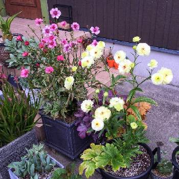 ラナンキュラス ラックス ニノスの投稿画像一覧 Greensnap グリーンスナップ