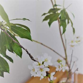 吉野 桜の画像 by hiLa-ya hilaryさん | 部屋とアセビと吉野 桜と春のリビングフラワーフォトコンと枝ものと花のある暮らしと切り花とインテリアグリーン