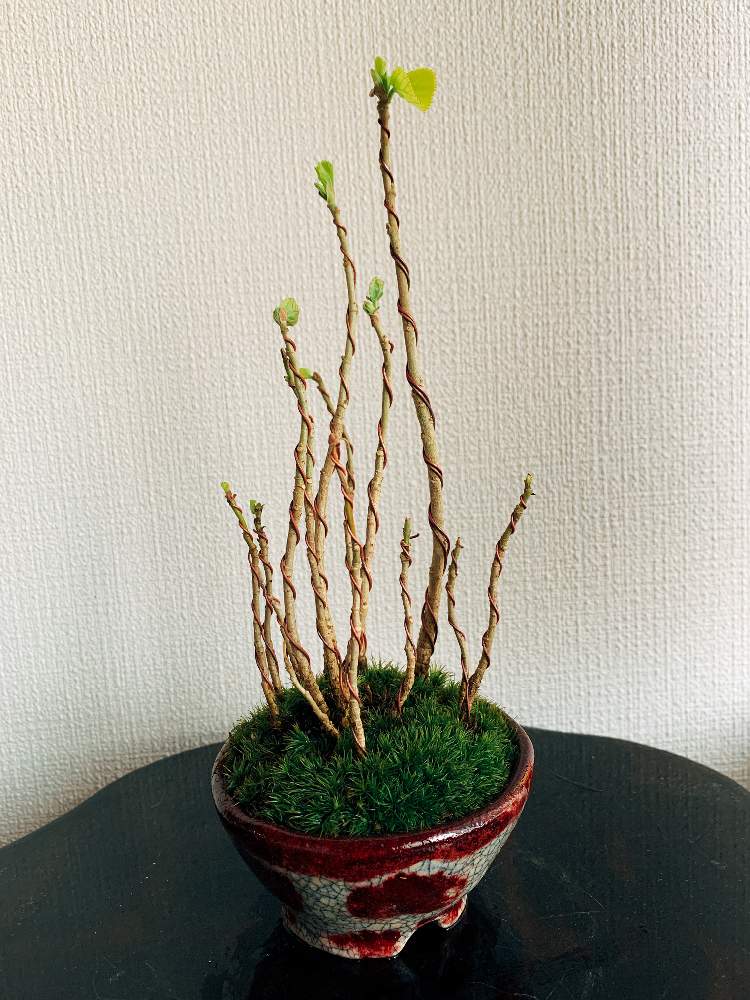 ハマボウ Greensnap グリーンスナップ