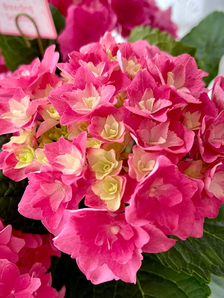 アジサイ 可愛花の投稿画像 By あじさいさん アジサイ好きと佐賀県のアジサイと美しすぎてと21年と紫陽花 アジサイ あじさいと成長記録と花友さんからと可愛いと可愛花と新品種 21月4月13日 Greensnap グリーンスナップ