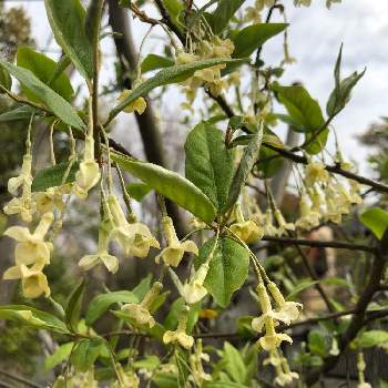 ビックリグミの花の投稿画像一覧 Greensnap グリーンスナップ