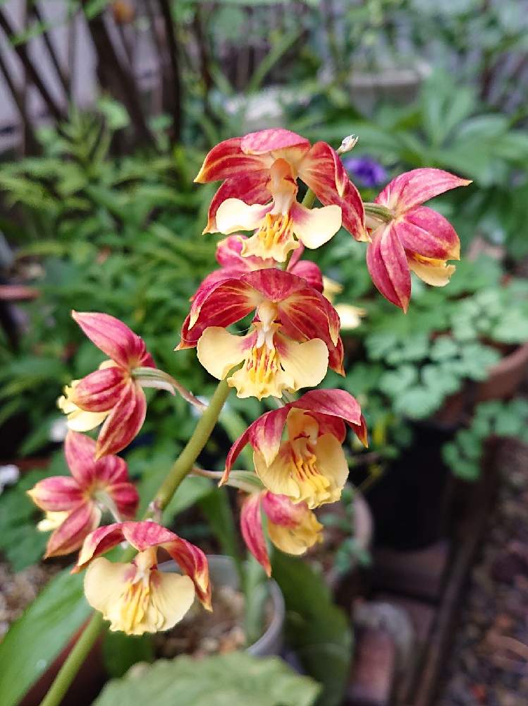 エビネの投稿画像 By Raizouさん エビネ鉢栽培 21月4月13日 Greensnap グリーンスナップ