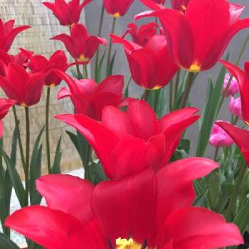 ユリ咲きチューリップの画像 by かじゅさん | ♡可愛い♡と新潟県オリジナルとユリ咲きチューリップと癒しと チューリップと綺麗と鮮やか とお出掛け先と赤い花とお花好き