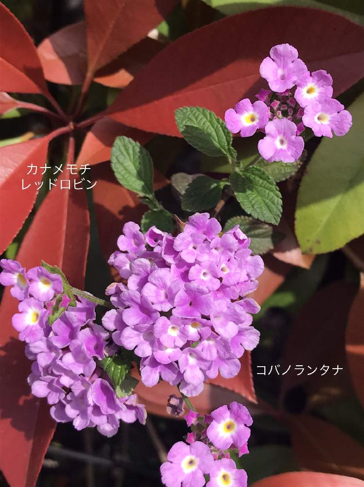 コバノランタナ の投稿画像 By アキラさん カナメモチ 21月4月14日 Greensnap グリーンスナップ コバノランタナ の投稿画像 By アキラさん カナメモチ 21月4月14日 Greensnap グリーンスナップ