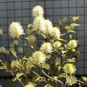 シロバナマンサクの投稿画像一覧 Greensnap グリーンスナップ