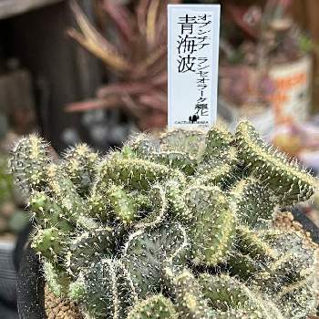 オプンチア ランセオラータ綴化 青海波の投稿画像一覧 Greensnap グリーンスナップ