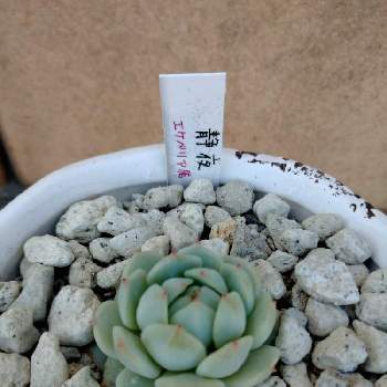 コーナンの苗の投稿画像一覧 Greensnap グリーンスナップ