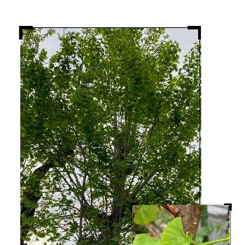 イチョウ葉の画像 by manabeさん | お出かけ先とイチョウの木とイチョウ葉と新緑の季節とイチョウ科と近所の公園と今日のお花と公園の植物とイチョウ科イチョウ属とイチョウ属