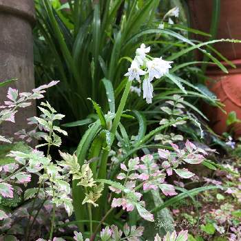 セリフラミンゴの投稿画像一覧 Greensnap グリーンスナップ