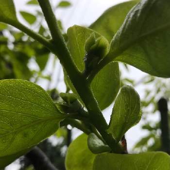 柿の花芽の投稿画像一覧 Greensnap グリーンスナップ