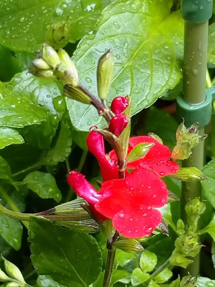 おうち園芸の投稿画像 By レモンさん いやし とハーブと赤い花とチェリーセージ ハーブと小さな花と可愛い 21月4月14日 Greensnap グリーンスナップ