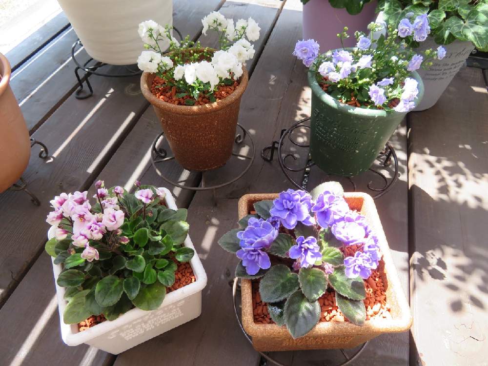 カンパニュラ ブルーワンダー の投稿画像 By ふくすけさん ピンクの花とわが家の観葉植物 と可愛い花とカンパニュラ と青い花と観葉植物好きとカンパニュラ ブルーワンダーとホワイトライクミー と小さな庭 とガーデニング初心者とカンパニュラ ホワイトライクミー