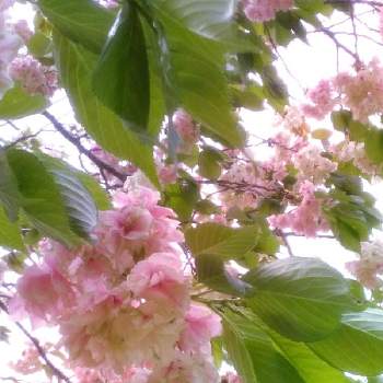 御衣黄桜（ギョイコウザクラ）の画像 by ©❁✿σ.γ‪α‬k‪α‬.❁✿さん | お出かけ先とサクラと八重桜とヤエザクラとギョイコウと御衣黄桜（ギョイコウザクラ）とさくら サクラ 桜と桜 さくらとふわふわとサクラサクとモフモフ❤とピンクの花とコロナ退散と緑の花とポンポンと腰痛に負けるな！と花のある暮らしとモフモフとさくらともふもふ❤と帰宅途中と『2021桜』フォトコンテスト