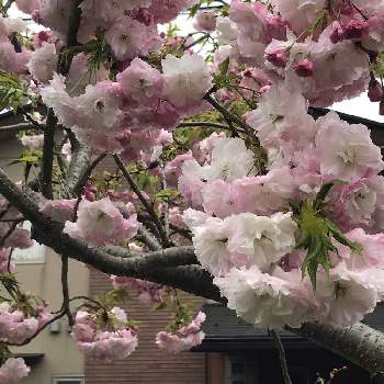 八重桜の季節の画像 by vogel ②さん | 小さな庭とキクザクラと八重桜の季節