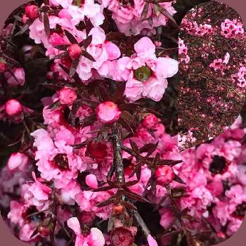 濃いピンク色 の投稿画像一覧 Greensnap グリーンスナップ