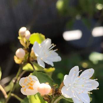 ハイノキの花の投稿画像一覧 Greensnap グリーンスナップ