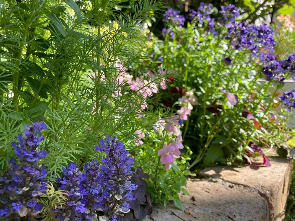 ニゲラの投稿画像 By ೫ 千砂 ೫ さん ネメシアとアジュガ ディキシーチップとみどりのある暮らしと植物のある暮らしと種まきっ子とおうち園芸と春爛漫 と観葉植物のある暮らしと花のある暮らし 21月4月14日 Greensnap グリーンスナップ