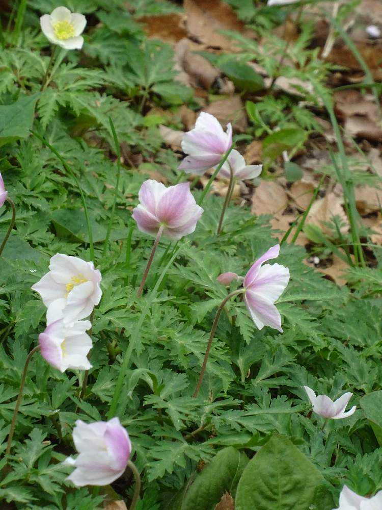 近くの里山を花散歩 Greensnap グリーンスナップ