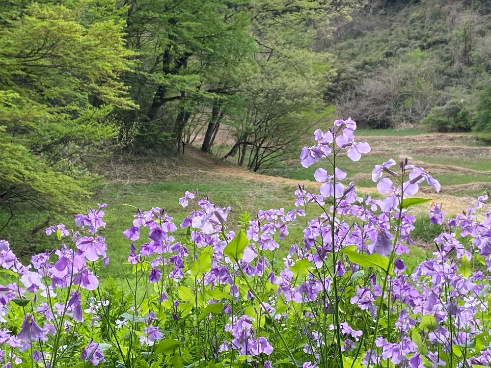 近くの里山を花散歩 Greensnap グリーンスナップ