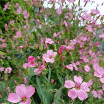 ナデシコ科 の投稿画像一覧 Greensnap グリーンスナップ ナデシコ科 の投稿画像一覧 Greensnap グリーンスナップ