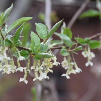 ビックリグミの花の投稿画像一覧 Greensnap グリーンスナップ