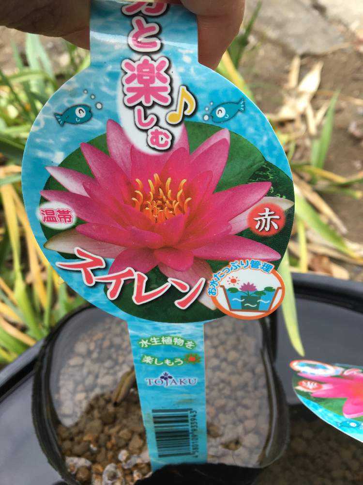 ビオトープ 始めました Greensnap グリーンスナップ