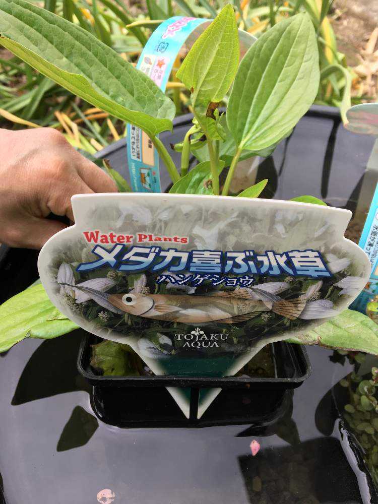 ビオトープ 始めました Greensnap グリーンスナップ