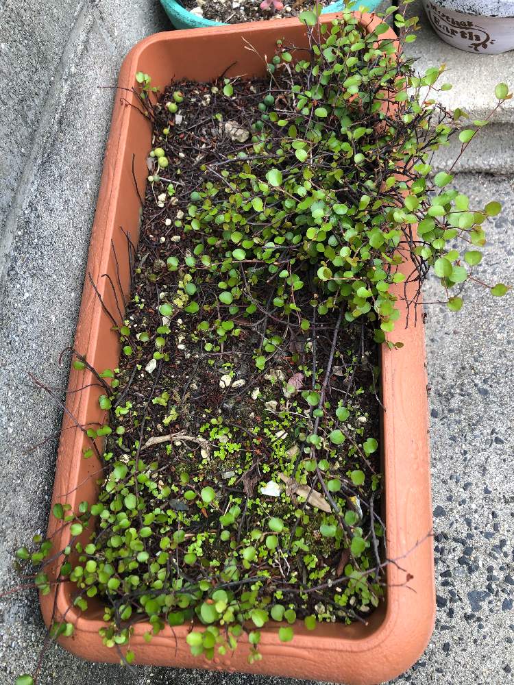 ワイヤープランツの投稿画像 By Fumiさん 復活とグリーンといきいき 21月4月14日 Greensnap グリーンスナップ