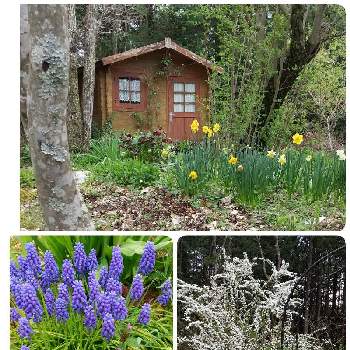 ゆきやなぎの花の画像 by ポピーさん | 広い庭と庭の風景とゆきやなぎの花と咲いてくれてありがとう❤とおうちde菜園と紫色の花とおうち園芸と黄色い花と白い花