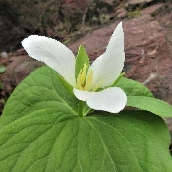 三枚の花弁の投稿画像一覧 Greensnap グリーンスナップ