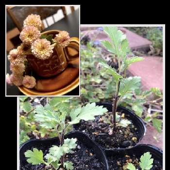 ポンポン咲きのマムの投稿画像一覧 Greensnap グリーンスナップ