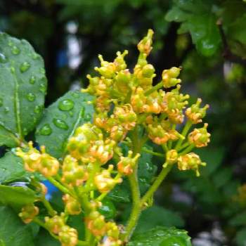 山椒の花の投稿画像一覧 Greensnap グリーンスナップ
