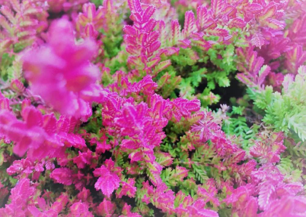 植物のある暮らしの投稿画像 By 剪定屋空さん カルーナブルガリス とハーブと花のある暮らしとお庭 21月4月14日 Greensnap グリーンスナップ