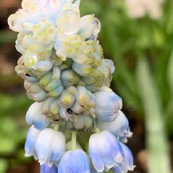 水色の花の投稿画像一覧 Greensnap グリーンスナップ