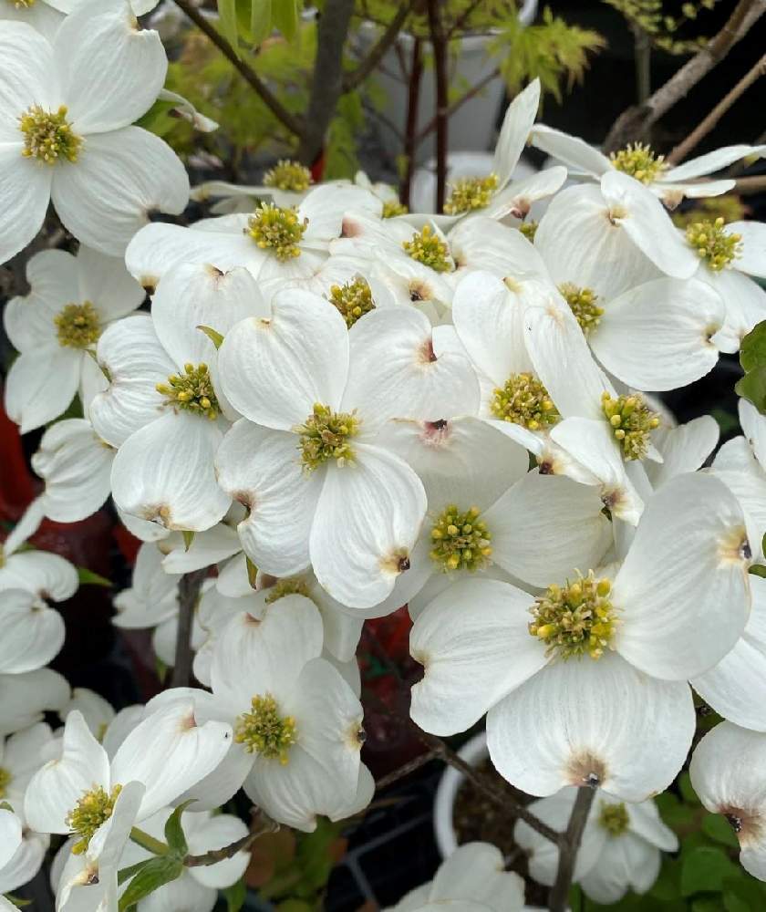 ハナミズキ 花水木 の投稿画像 By 日本花卉ガーデンセンター 本店 さん 花水木 白 21月4月14日 Greensnap グリーンスナップ