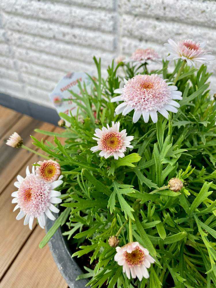 ボンザマーガレットの成長 Greensnap グリーンスナップ