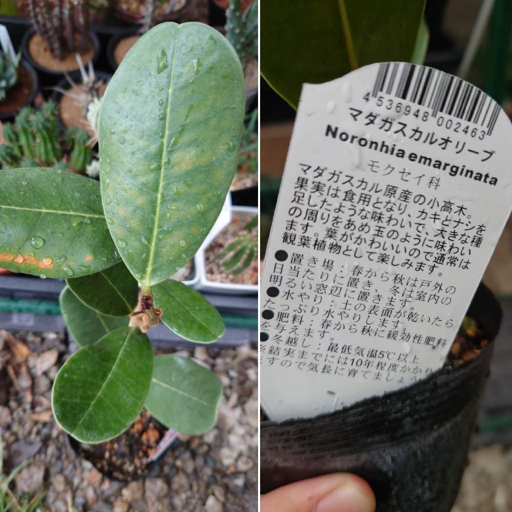 マダガスカルオリーブの投稿画像 By Syuu3さん 小さな庭と観葉植物と自然とおうち園芸と温室と植物狂いとガーデニングとジャングル化と何でも挑戦と 観葉植物と自然とおうち園芸と温室と植物狂いとガーデニングとジャングル化と何でも挑戦 21月4月14日 Greensnap