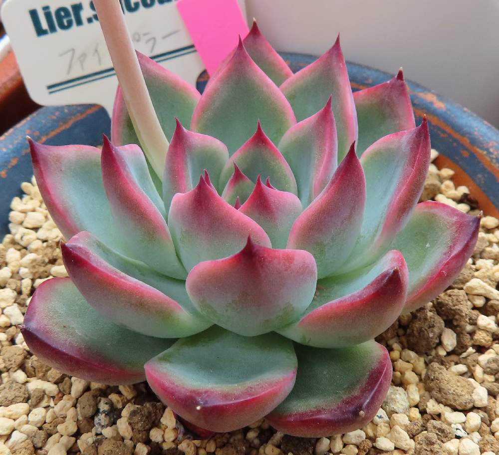 ファイアーピラーの投稿画像 By らきびぃさん 花芽と多肉植物とエケベリア属とピンクの爪とピンクの縁取り 21月4月14日 Greensnap グリーンスナップ