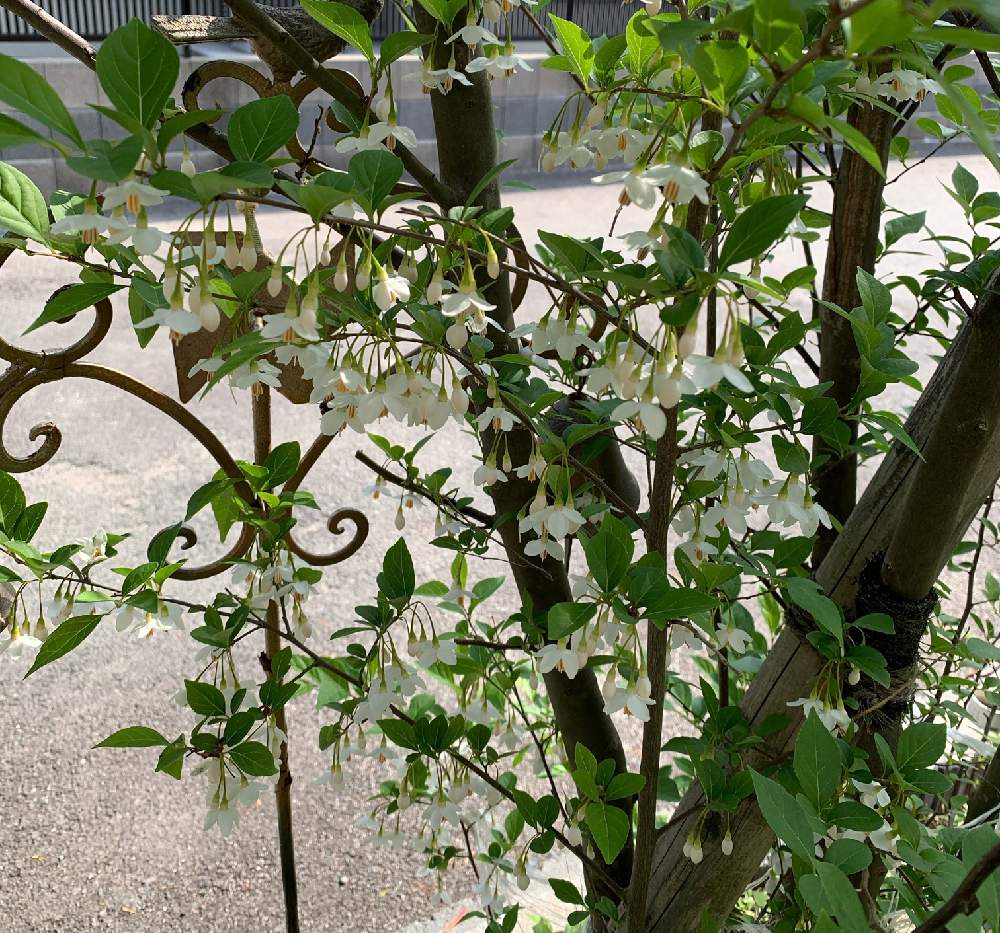 エゴノキの投稿画像 By Hiさん 地植えと白い花と花のある暮らし 21月4月14日 Greensnap グリーンスナップ