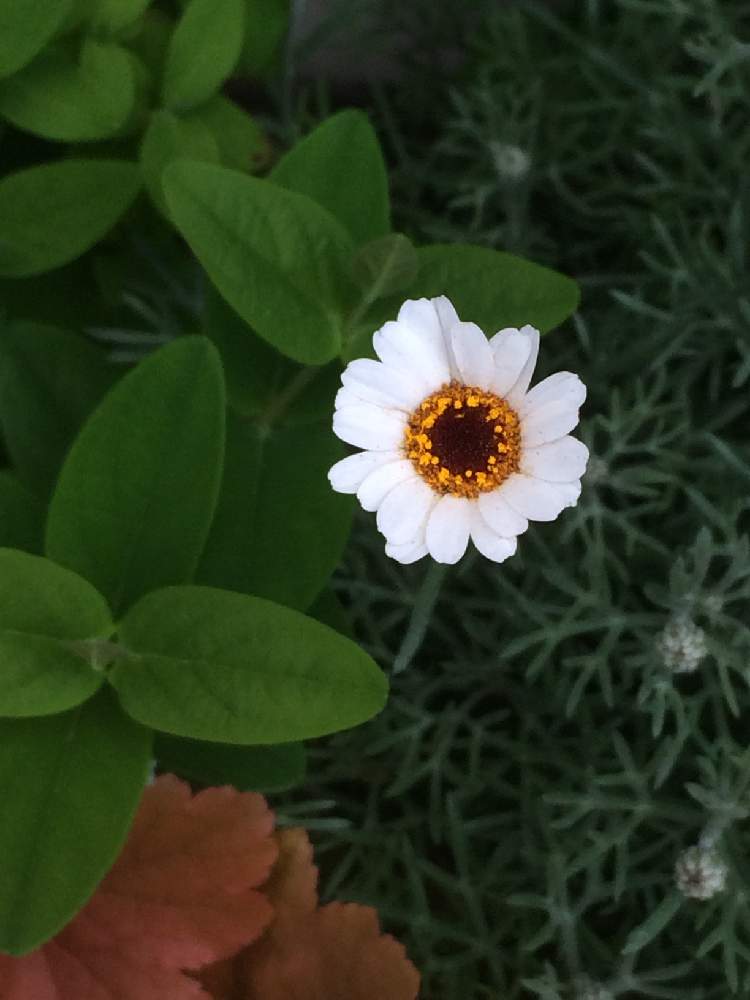 地植えの投稿画像 By Lさん 花壇とスマホ撮影 21月4月14日 Greensnap グリーンスナップ