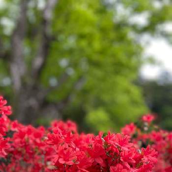 鹿児島の画像 by 花粧さん | お出かけ先と霧島ツツジと赤い花と鹿児島と霧島神宮
