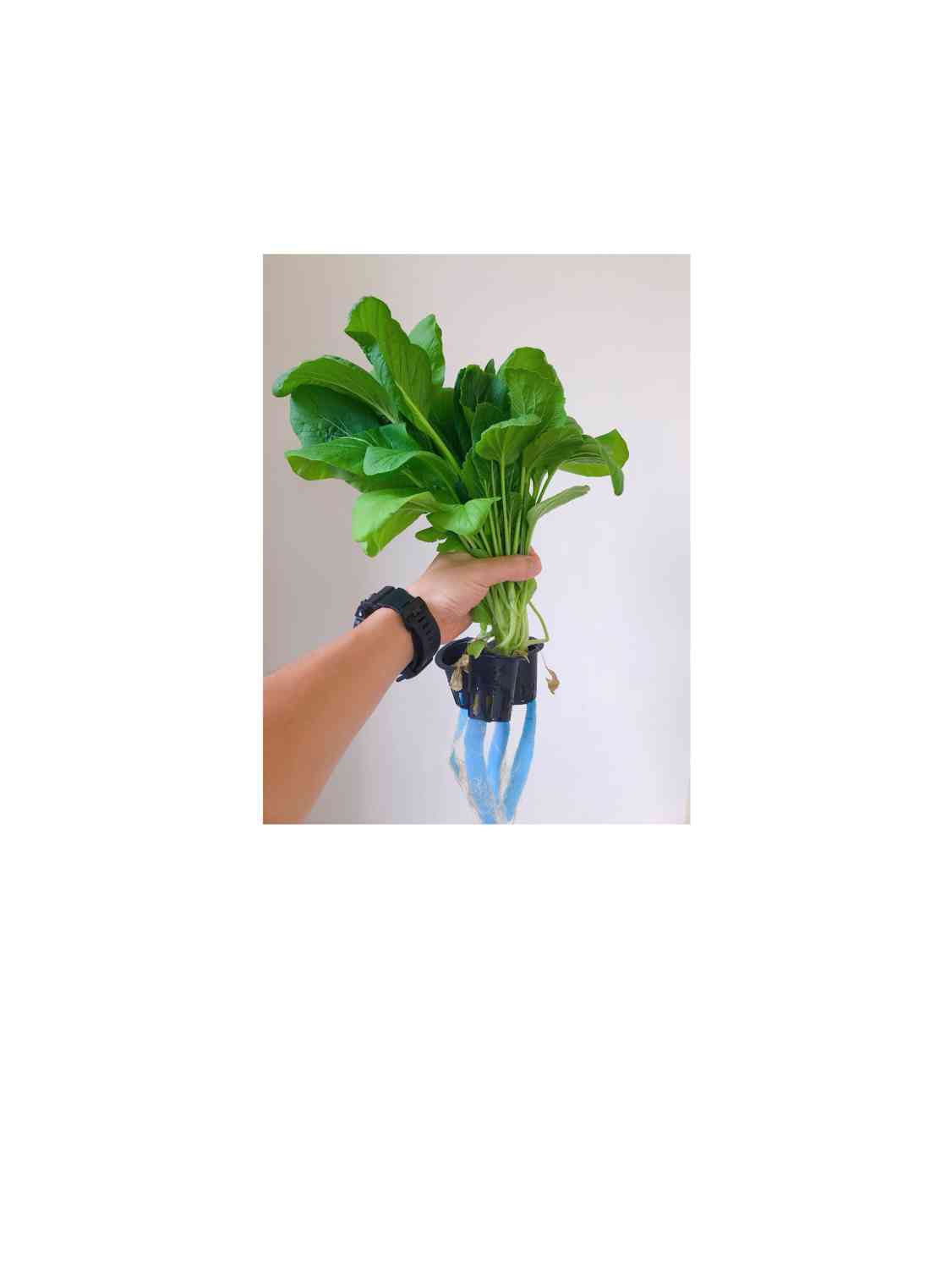 植物発芽 栽培 家庭菜園 農家 栄養素メーター 野菜 葉野菜 果物 植物発芽 栽培 家庭菜園 農家 栄養素メーター 野菜 葉野菜 果物