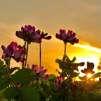 れんげそうの画像 by 京紫さん | 春のお花とれんげそうと夕陽と植物❤︎と夕陽とピンク色の花と❥植物❥空模様❥コラボ❥とレンゲ草の花といやし♪とiPhone撮影