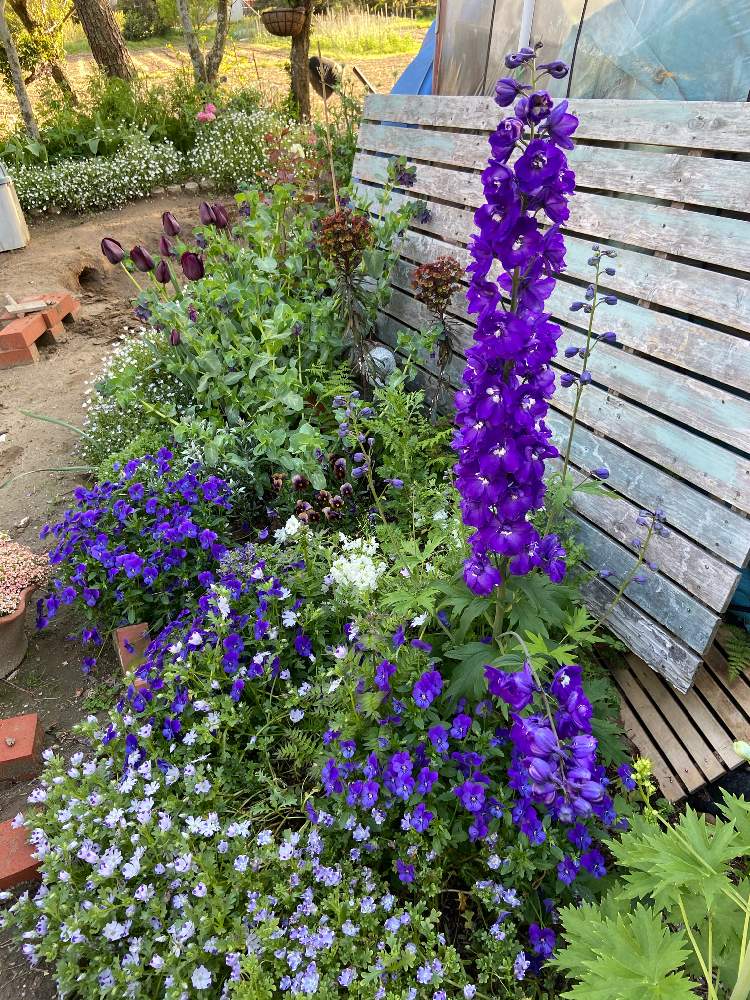 ネメシア メーテル ミッドナイトブルーの投稿画像 By かおりちんさん ガーデニング大好き と花壇とネモフィラ マクラータとおうち園芸と今日のお花と我が家の花壇と デルフィニウムと花のある暮らしとデルフィニウムオーロラ 21月4月14日 Greensnap グリーン