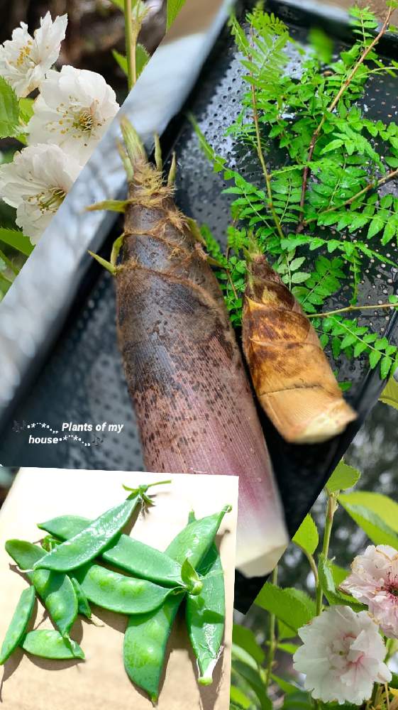 サクラの投稿画像 By Kane Flowerさん タケノコ とサンショウとサヤエンドウと家庭菜園と種からと私畑と中ぐらいの庭と埼玉県と自家製野菜と無農薬有機栽培と無農薬 無化学肥料栽培とk F家庭菜園と21 K F 家庭菜園と今朝 21月4月14日 Greensnap グリーンスナップ