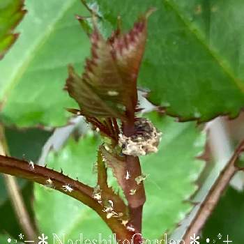 アブラムシ対策の画像 by 撫子さん | 小さな庭とアブラムシ対策と無農薬栽培と庭に来る虫たちと花アブの幼虫