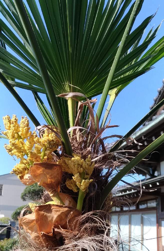 シュロの投稿画像 By Rubyさん シュロの花と広い庭と黄色い花とてっぺんに咲いた花と黄色い花とてっぺんに咲いた花 21月4月14日 Greensnap グリーンスナップ Greensnap グリーンスナップ