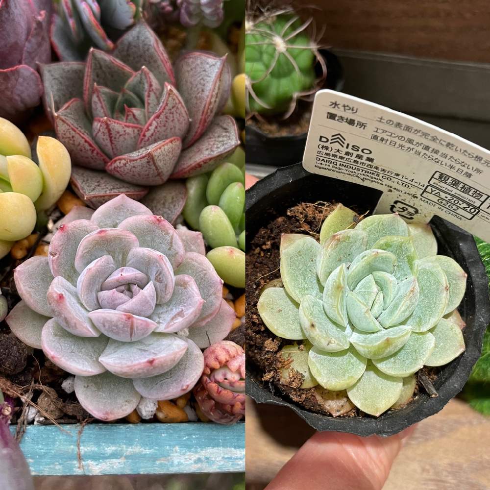 多肉植物初心者の投稿画像 By Diagreenさん 多肉植物と多肉に夢中と可愛い多肉ちゃん と多肉女子とタニラーと滋賀タニラーと多肉狩り 21月4月14日 Greensnap グリーンスナップ