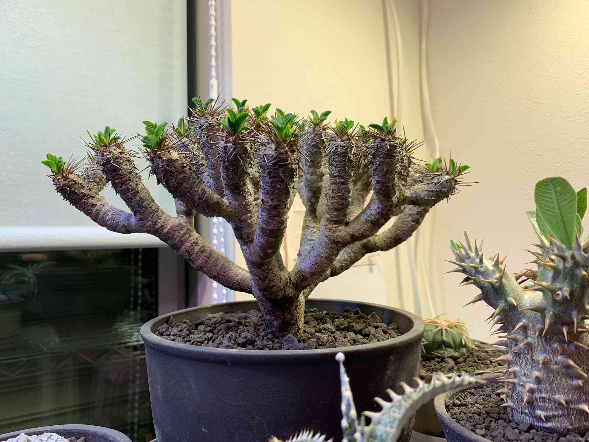 わ*様 多肉植物　ユーフォルビア　3.5寸8種8鉢　観葉植物 わ*様 多肉植物 ユーフォルビア 3.5寸8種8鉢 観葉植物 楽天市場】